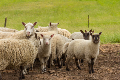 Gardening and raising livestock is more than a hobby